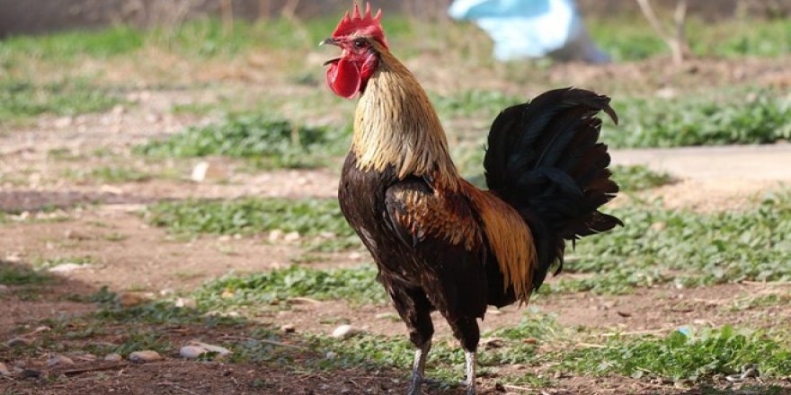 Öterken Bayılan Horoz Fenomen Oldu