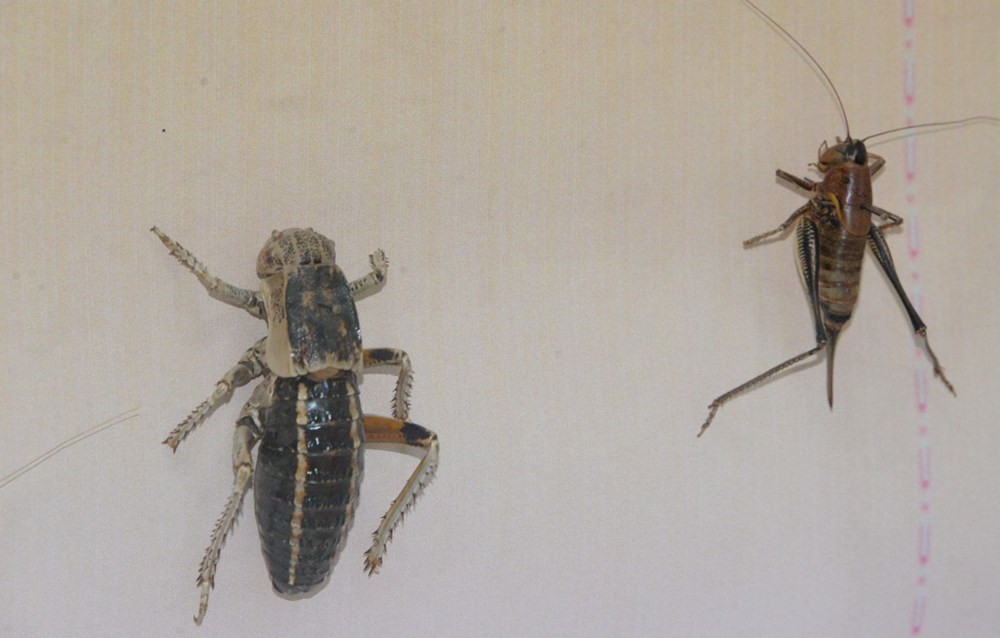 Önlem alınmazsa 2021'de istilaya neden olur