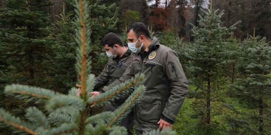Çam Ağacı Kesimine Sıkı Denetim
