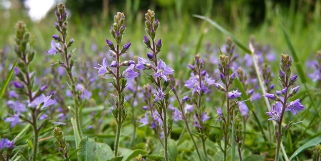 Çıbanotu Nedir? Faydaları Nelerdir?