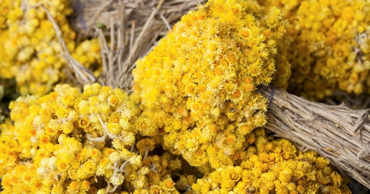 Altın Otu Faydaları ve Zararları Nelerdir? Altın Otu Neye İyi Gelir?