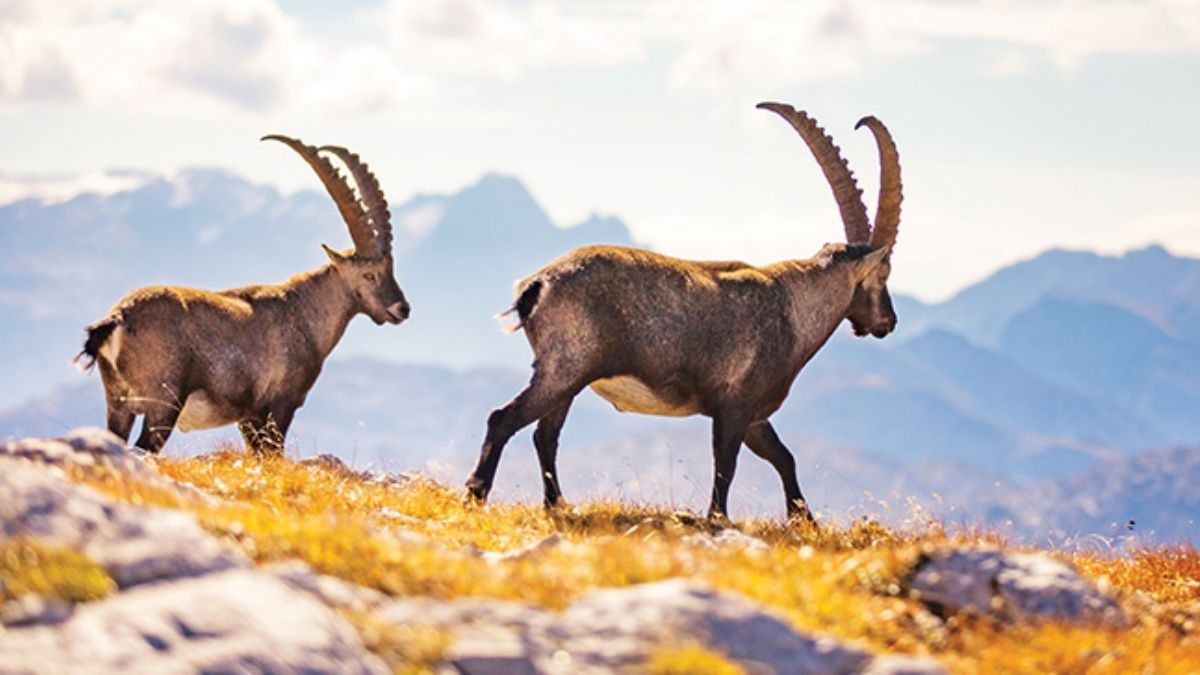 Antalya'da Kaçak Avcılara 38 bin 154 Lira Ceza Kesildi