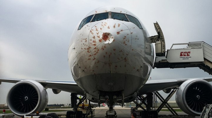 Havada Büyük Panik!