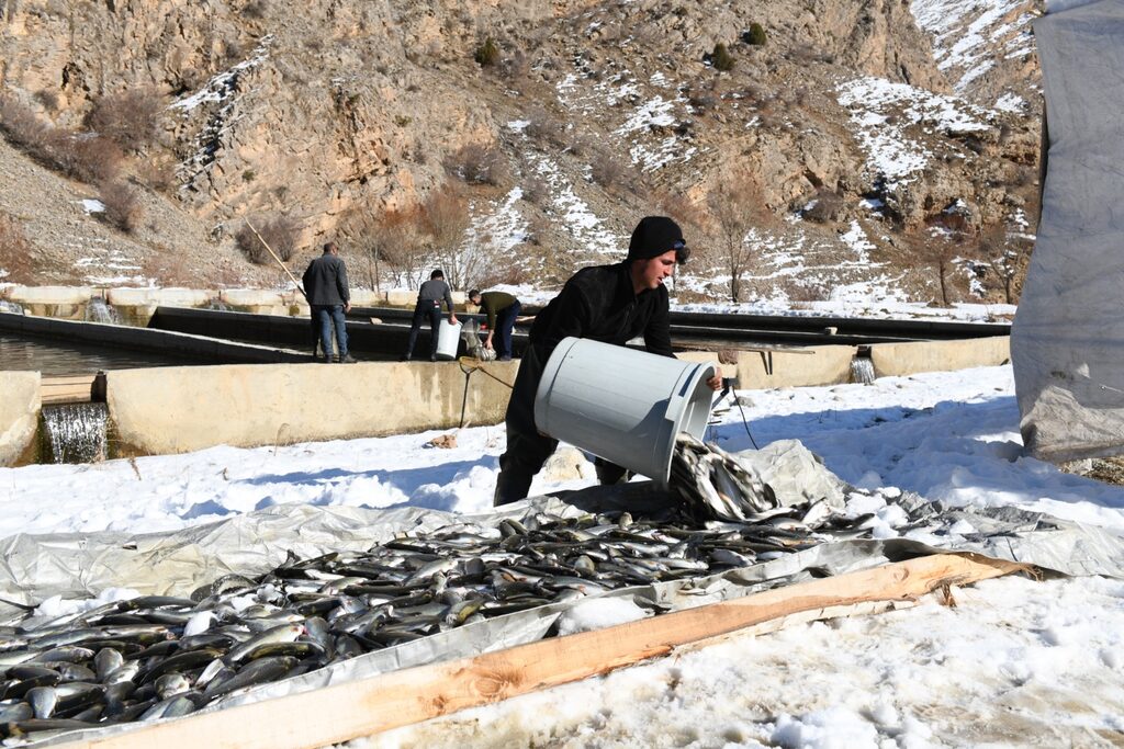 12 Ton Alabalık Telef Oldu