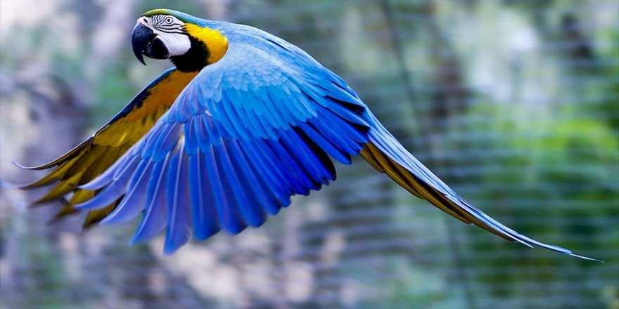 Antalya Hayvanat Bahçesinin Renkli Misafirleri: Papağanlar