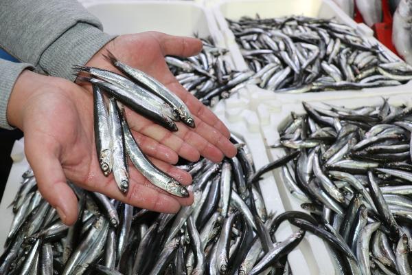 Balıkçılar Hamsinin İrileşmesi için Kar Yağışını Bekliyor