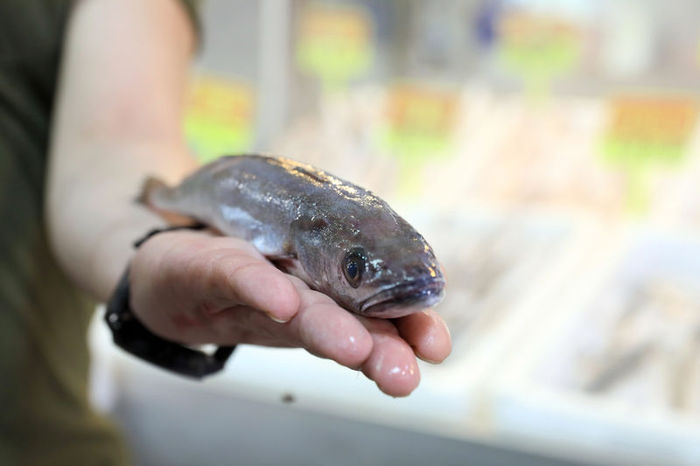 Van'da kaya balığı zannedilen balon balığı can aldı!