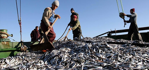 Hamsi Avı 10 gün Boyunca Yasaklandı!