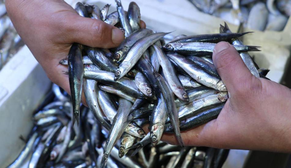 Karadeniz'de hamsi avının kısmen durdurulması balığın fiyatını artırdı