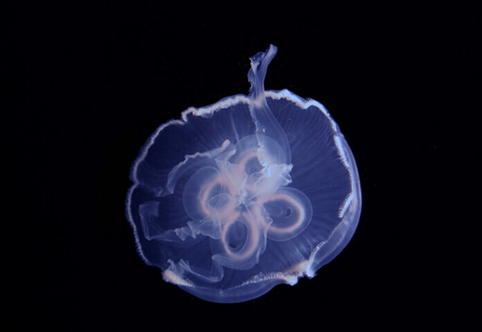 Denizanaları, ‘Sanal Duvar’ Oluşturarak Performansı Artırıyor