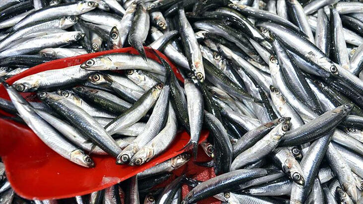 Hamsinin kurtulması için öneri: Yunusları avlayalım