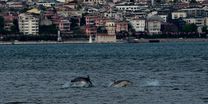 'Hamsinin Azalmasının Nedeni Yunuslar Değil İnsan Kaynaklarıdır'