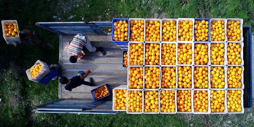 Turunçgillerde İhracat Artışı İçin 'Üretim Sezonunun Uzatılması' Önerisi