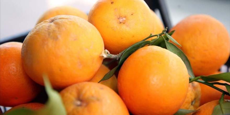 Türk Narenciyesini 2020'de En Çok Ruslar Tüketti