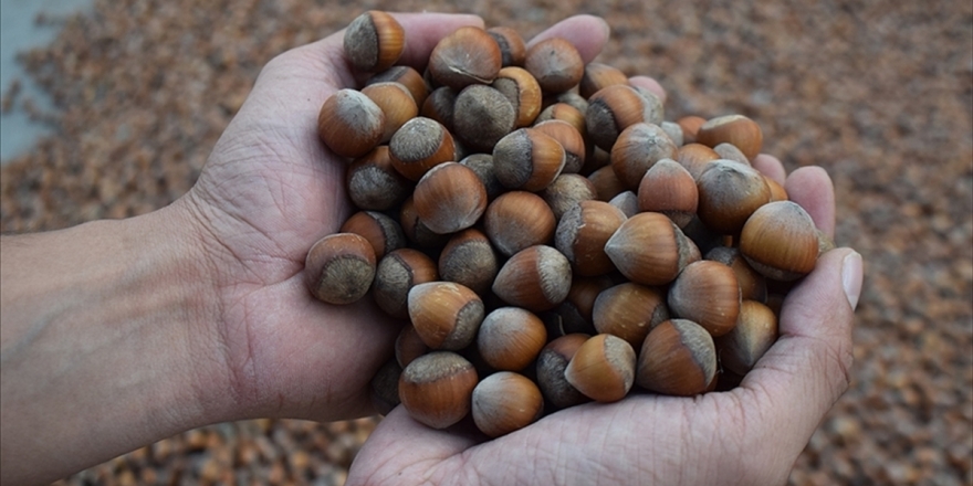 Türkiye 2020 Yılında En Fazla Fındığı Almanya'ya Sattı