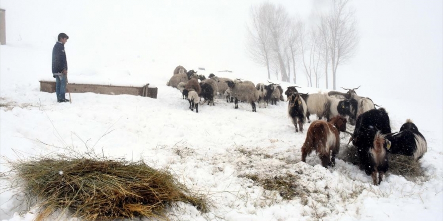 Muş'un Köylerinde Yaşayan Besicilerin Zorlu Mesaisi
