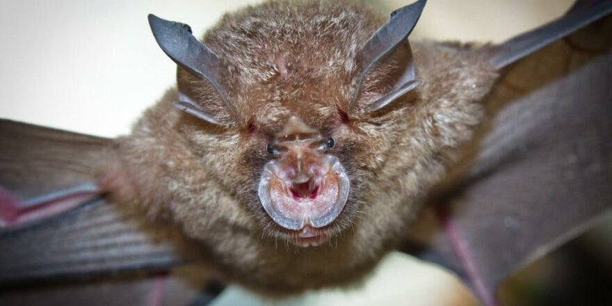 Çinli Bilim insanlarından Yarasa İtirafı