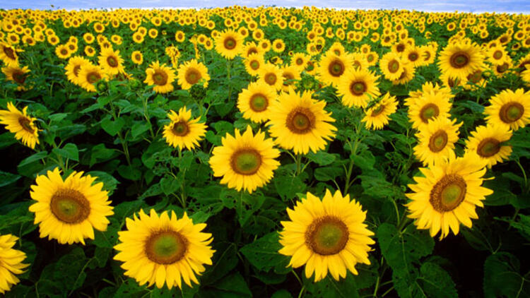 Ayçiçek yağı neden zamlanıyor?