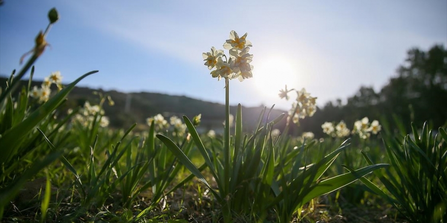 Karaburun Yarımadası'nda Yetiştirilen Nergis Çiçeği Rağbet Görüyor