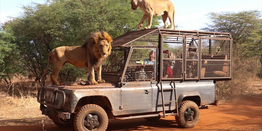 Senegal'deki Doğal Yaşam Parkının Ziyaretçileri Aslanları Yakından Görebilmek İçin 'Kafese' Giriyor