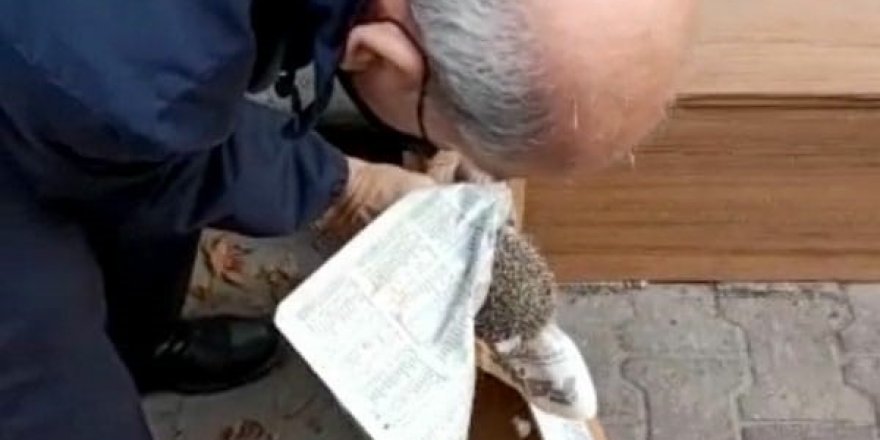 Basamağın Altına Sıkışan Kirpiyi Kuşadası Zabıtası Kurtardı