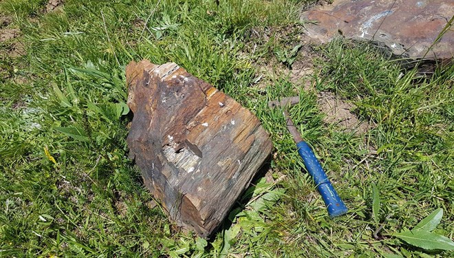 160 milyon yıllık fosil ağaç kalıntıları bulundu