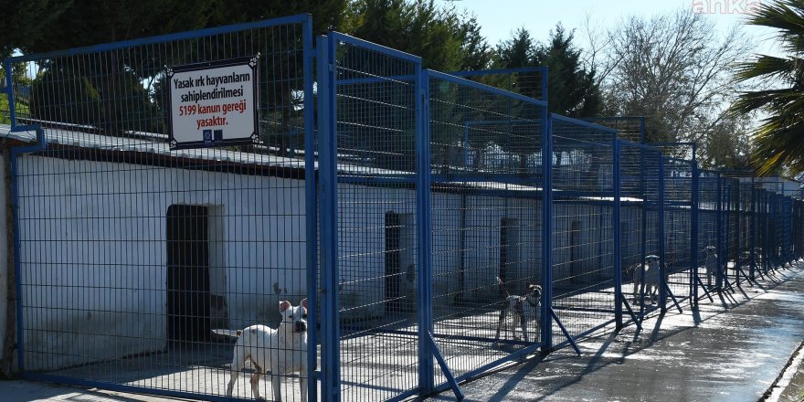 Kuşadası Belediyesi'nden 'Yasak Irk' Açıklaması