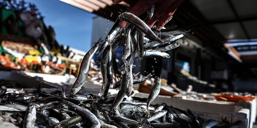 Av Yasağı Nedeniyle Hamsi Fiyatları Arttı