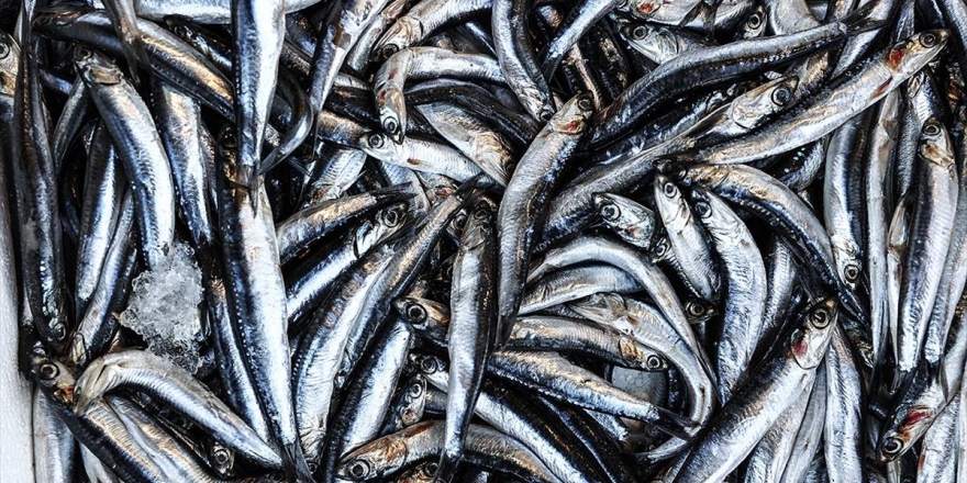 Hamsi Avcılığının Kısmi Olarak Durdurulması Stoklara Olumlu Yansıdı