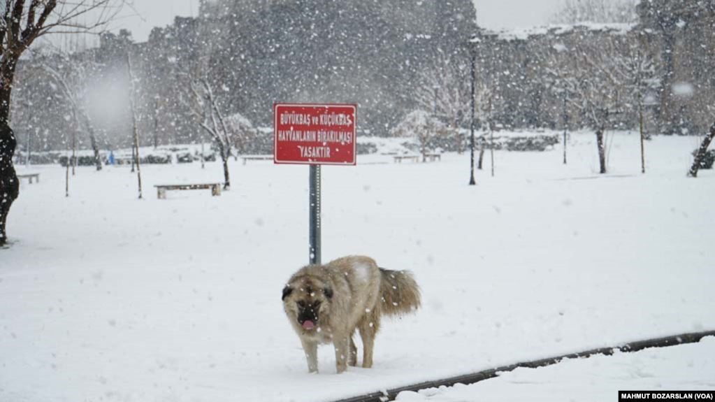65 Barodan Hayvanlar İçin Anayasal Koruma Talebi