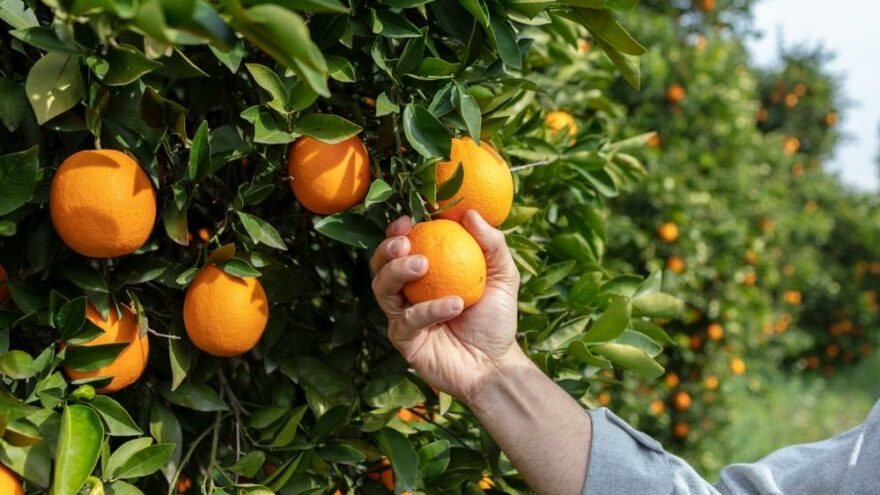 Meyve fiyatlarında yüzde 76,23’lük rekor artış