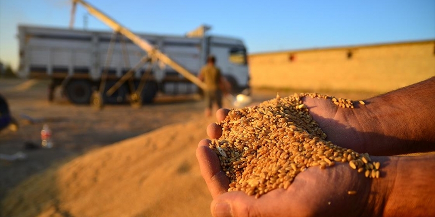 Tmo Ana Tarım Ürünlerinde Fiyat Artışı Olması Halinde Devreye Girecek
