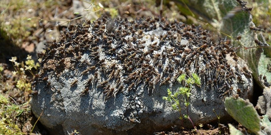Somali, Çekirge İstilası Nedeniyle Olağanüstü Hal İlan Etti