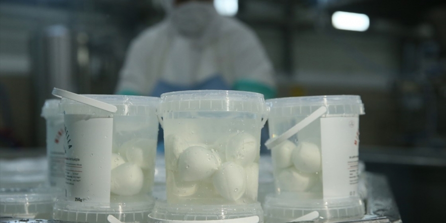 Kandıra'da Ürettikleri İtalyan Peynirleriyle İthalatın Önüne Geçtiler