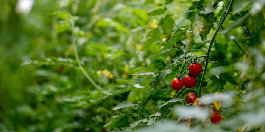 Türk Tarımı, Yatırımcılar İçin Birçok Alanda Cazip İmkanlar Barındırıyor