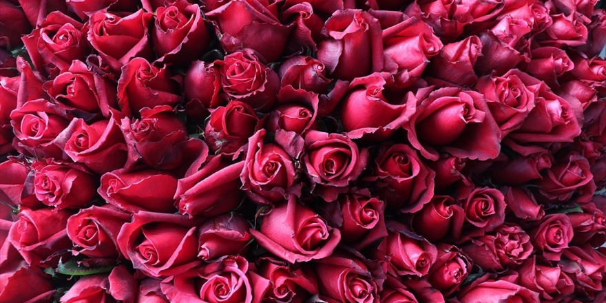 Sevgililer Günü'nün Simgesi Gülde 5 Yıllık Ticaret Hacmi 17,6 Milyon Dolar Oldu