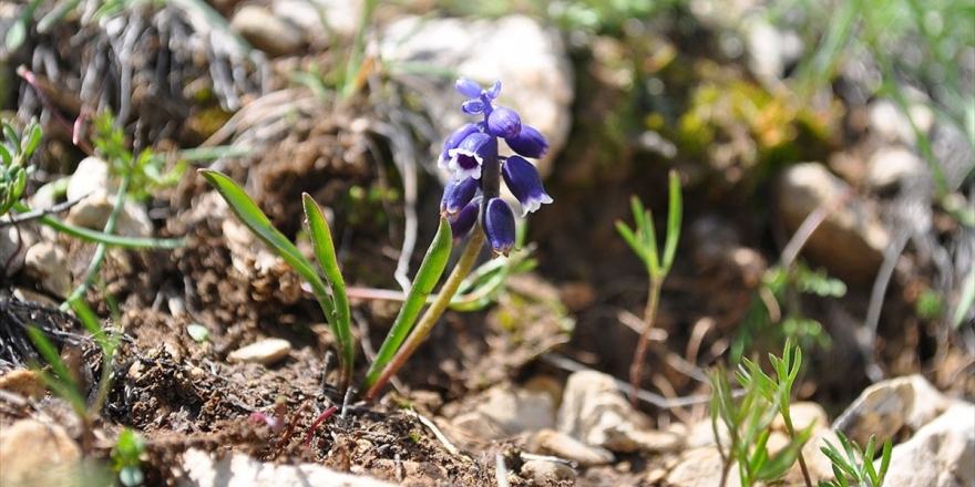 Misafirperver 'Sabiha Ana'nın İsmini Keşfettikleri Bitkiye Verdiler