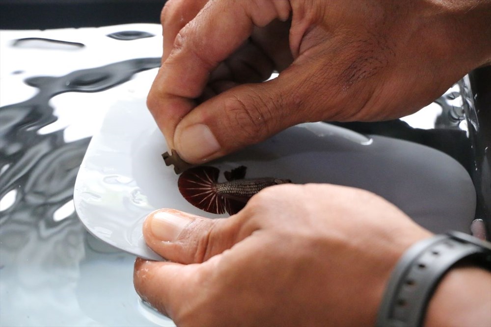 Betta balıkları yarışma için 'kuaförde' güzelleşiyor