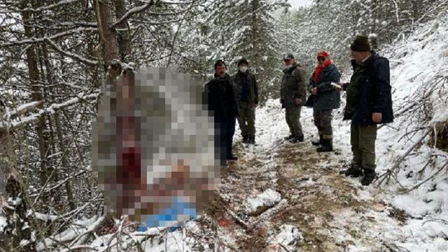 Vicdansızlar, tüfekle vurdukları hamile karacanın derisini yüzerken suçüstü yakalandı
