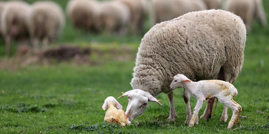 Yedi Asırlık Tarım İşletmesinde 2021'in İlk Kuzuları Dünyaya Gözlerini Açtı