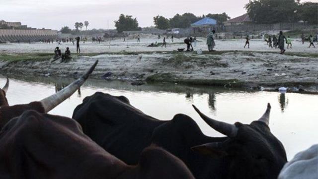 Çad'da çobanlar ile çiftçiler arasında çatışma: 35 ölü