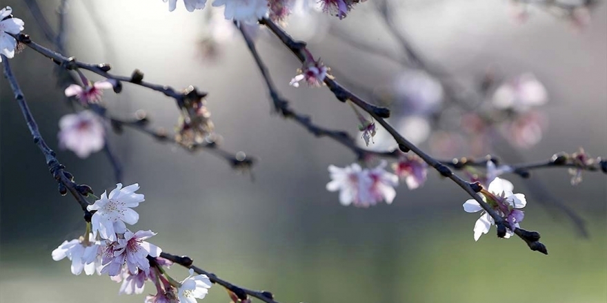 Baharın Müjdesi Cemrelerin İlki 19-20 Şubat'ta Havaya Düşecek