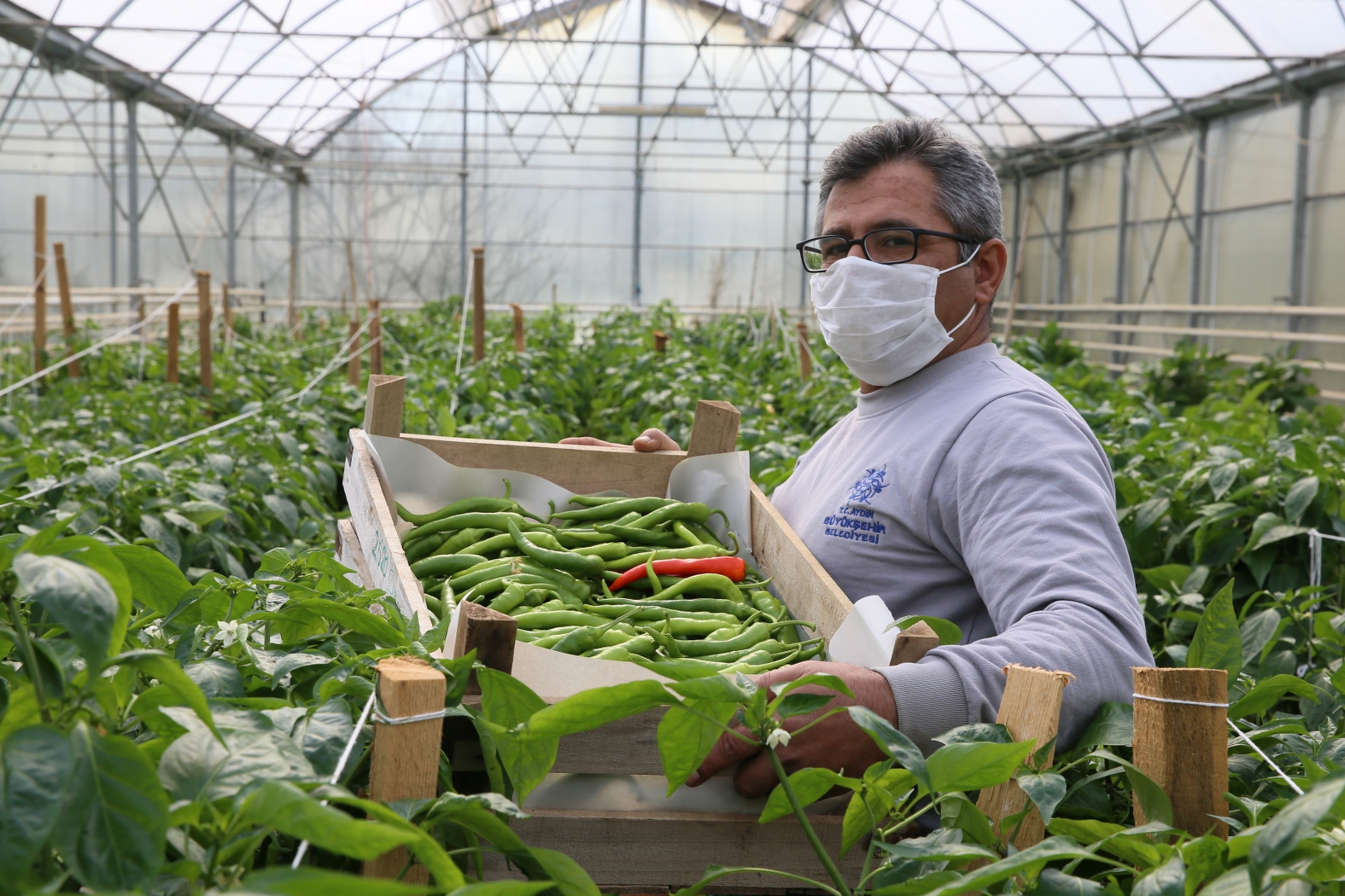 Aydın Büyükşehir Belediyesi Bu Yıl Da Ata Tohumlarından Sebze Hasadına Başladı