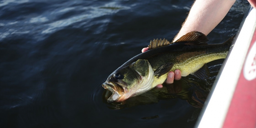 İnsan Faaliyetleri Tatlı Su Balıklarının Neslini Tüketiyor