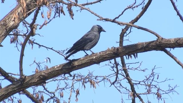 "Allah-u ekber" diyen kargayı duyanlar kulaklarına inanamıyor