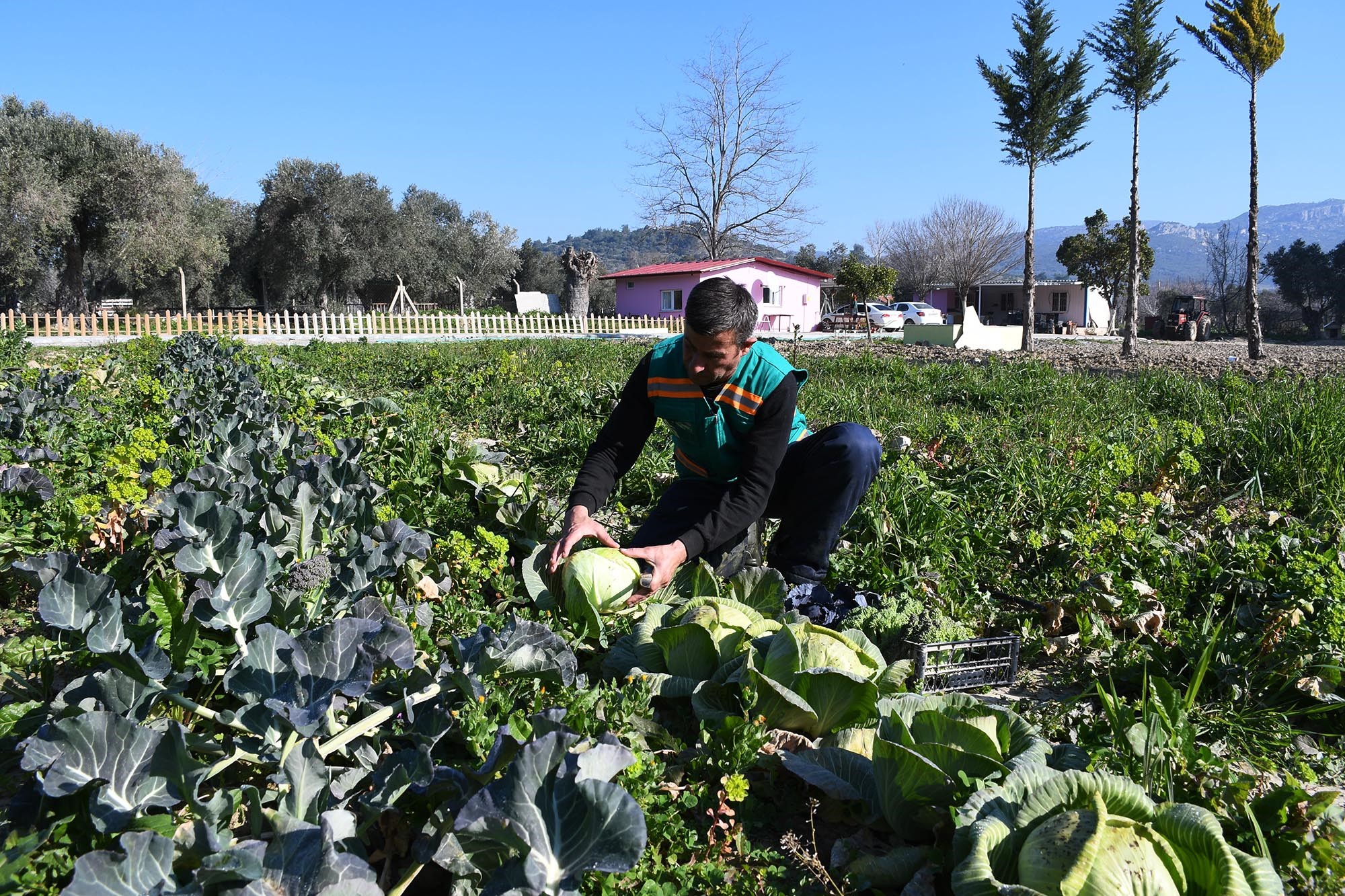 Adabahçe'de Kış Hasadı