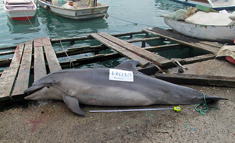 İstanbul Boğazı'nda 1 günde 3 yunus ölü bulundu