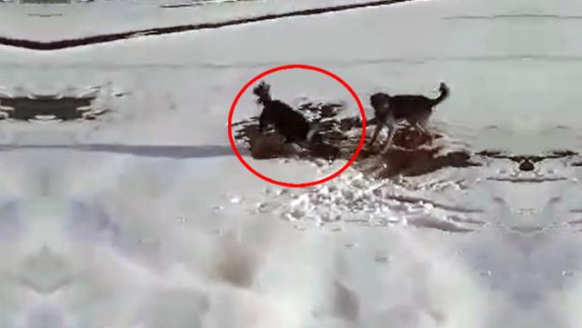 Köpeklerin parçalamaya çalıştığı su samurunu yoldan geçen vatandaş kurtardı