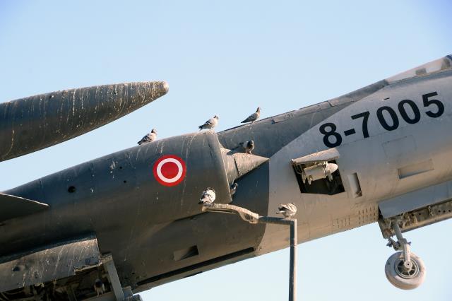 "Uçan tabut" olarak bilinen savaş uçağı, kuşlara ev oldu