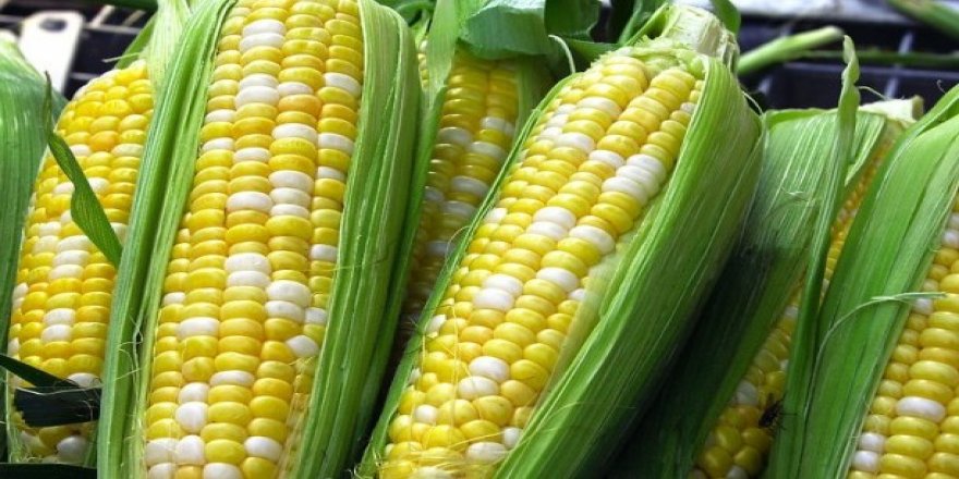 GDO'lu ürünlere hayvan yemi için onay